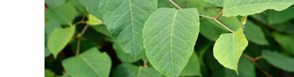 Japanese Knotweed